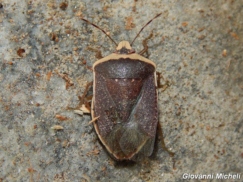 Pentatomidae del Parco del Ticino